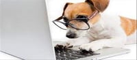 'If your dog uses Google, what will it find?'...